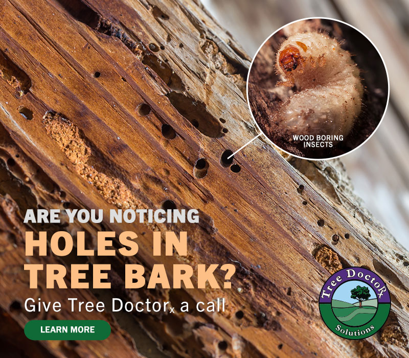 Are you noticing Holes in your tree bark?