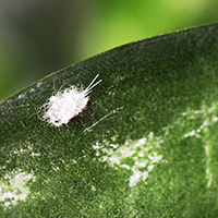 Wooly Aphids