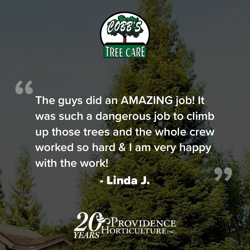 ‚ÄúThe guys did an AMAZING job! It was such a dangerous job to climb up those trees and the whole crew worked so hard & I am very happy with the work!‚Äù Linda J.
